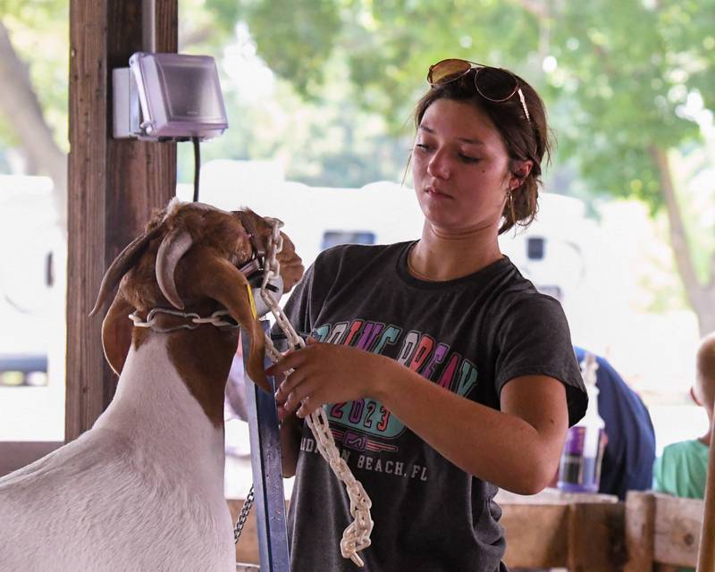 Taylor Rhoads, 18, of Genoa works on her 10-month-old goat Honey during the DeKalb County 4-H competition held at the Sandwich fairgrounds on Friday, Aug 4, 2023.