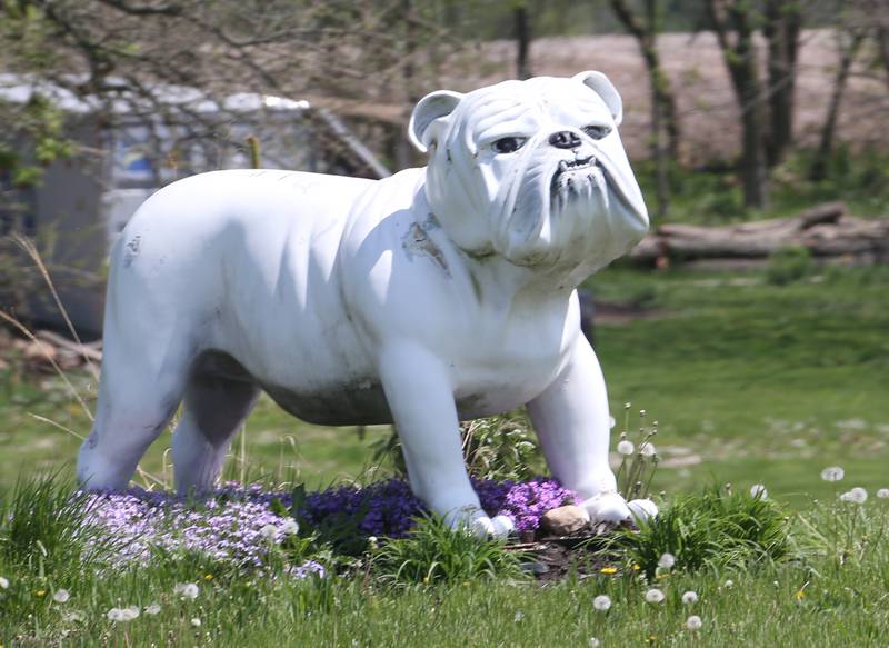 A large bulldog statue watches motorists drive by it's home at the corner of Illinois Route 71 and East 25th Road on Tuesday, May 9, 2023 north of Ottawa.
