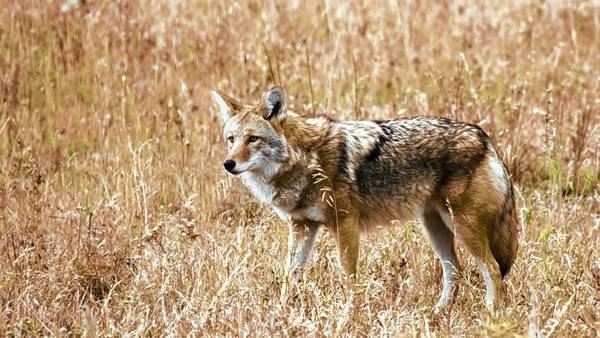 How to protect your pets and coexist with coyotes during fall months 