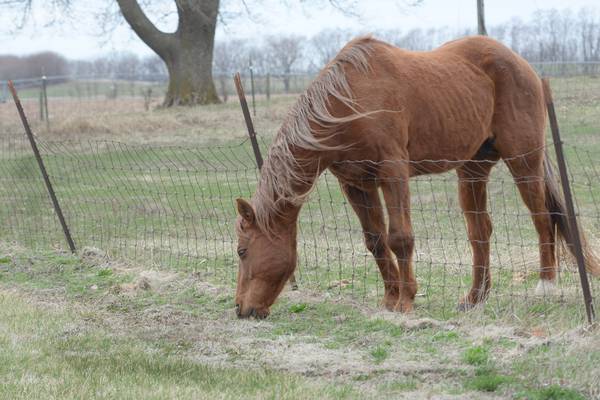 Horses found wandering near Woodstock