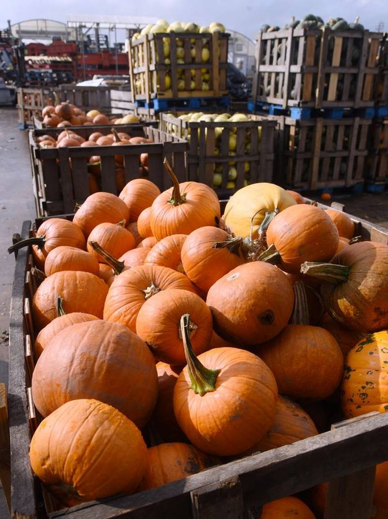 Pumpkin growing is a big part of the Goebbert's Farm business in Pingree Grove.