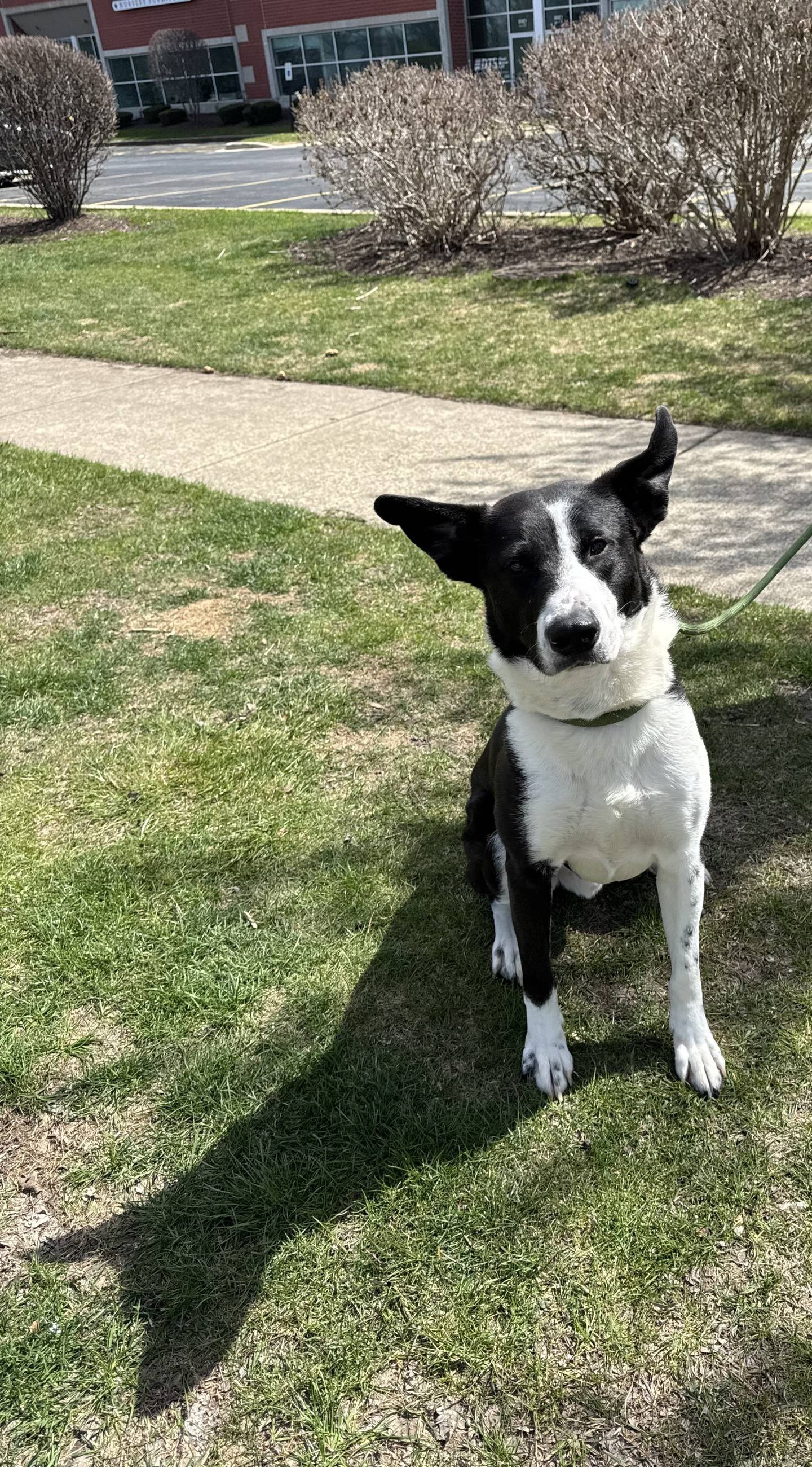Two-year-old Eddie came all the way from Texas when NAWS Humane Society of Illinois saved him from euthanasia. Eddie is sweet and gentle, loves everyone he meets, and does well with other dogs. He enjoys walks and spending time with people. He will make a perfect companion. To meet Eddie, email Dogadoption@nawsus.org. Visit nawsus.org.