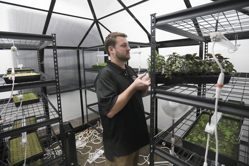 Nic Geudtner of Living Roots Farm puts a tray of plants back onto a shelve after watering them on Thursday, Jan. 8, 2026, at the Fox Lake aeroponic, hydroponic, and microgreen farm. The farm has been selling it’s produce to area restaurants and has just started retail hours for people to come in and buy produce and micro-greens.