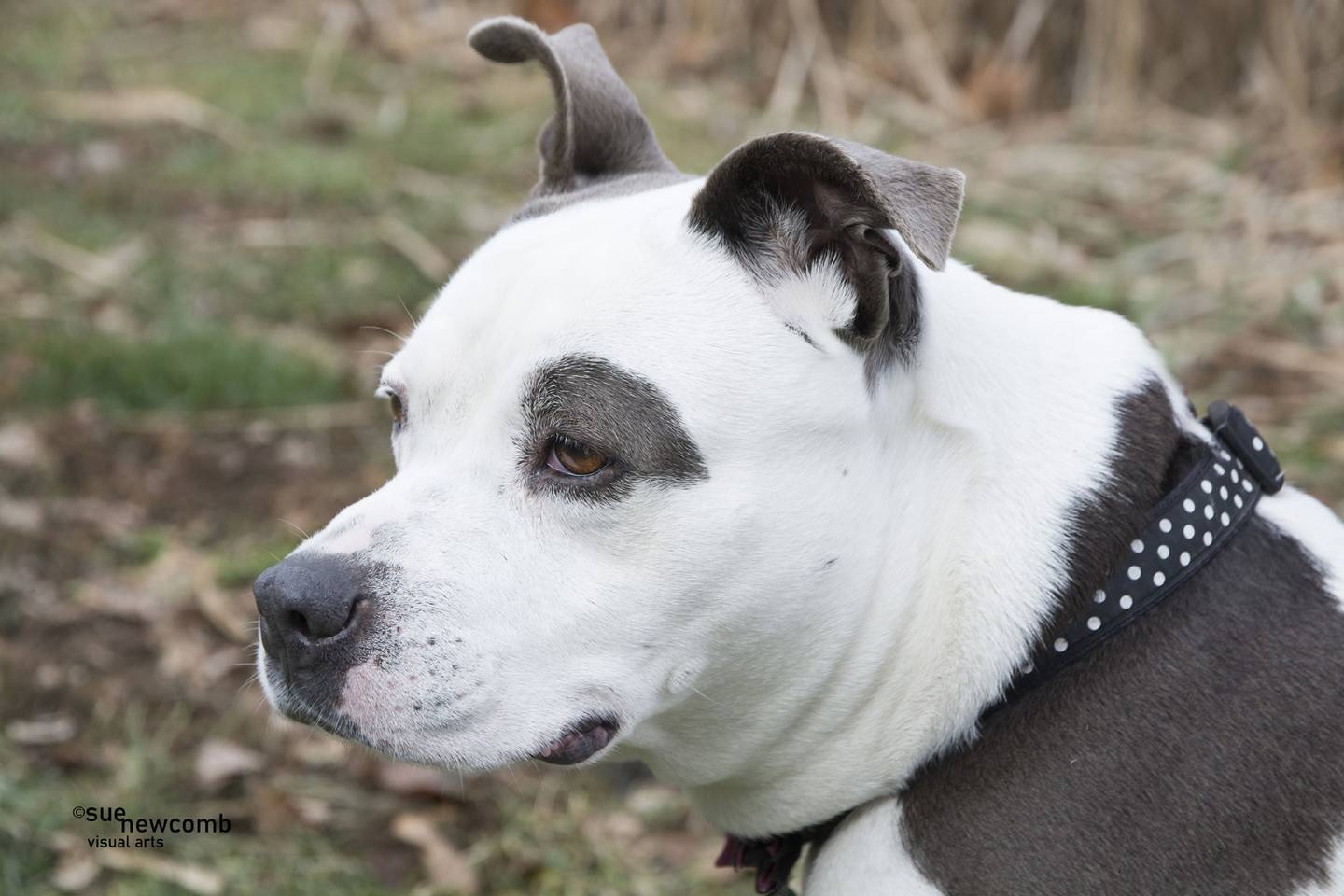 Mookie is a 7-year-old Pit mix who has been in a foster home and is now ready for a forever home. She is sweet and playful but needs patience and an experienced dog owner. Mookie must be the only dog in the home. Contact the Will County Humane Society at willcountyhumane.com and follow the instructions for the adoption process.