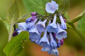 Discover the wildflowers of Sandy Ford land and water reserve