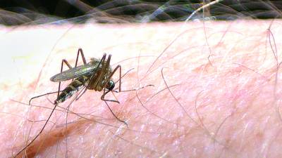 West Nile virus-positive mosquitoes collected in Granville