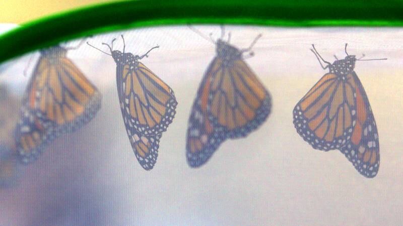 Monarchs hang out in a display during Monarchs and Music at Crystal Lake Main Beach Sunday.