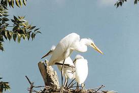 Lake Renwick in Plainfield hosts weekend viewing of herons, egrets and more