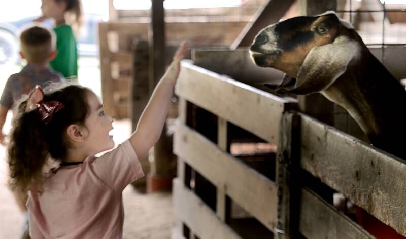 Rosalie Farnsworth reaches up to pet a friendly goat in the goat/sheep barn Thursday, July 13, 2023, during opening day of the La Salle County 4-H Fair in Ottawa. The fair continues through Sunday.
