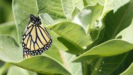 Country Road Greenhouses to hold annual fall sale Sept. 28-29