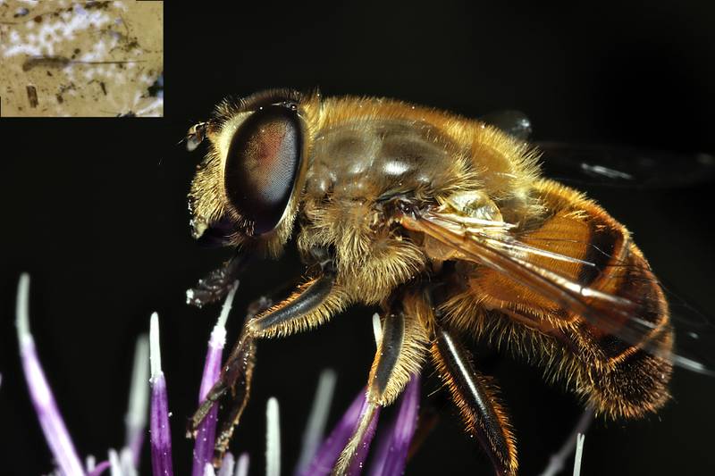 A handsome hover fly, which developed from a larva known as a rat-tailed maggot (or ‘mousie’ to ice fisher-people; see inset) pauses on top of a flower.