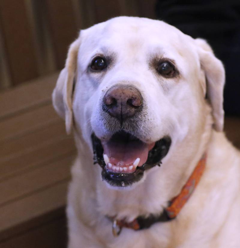 Scout, one of the dogs in local filmmaker Gail Gilbert’s film "Puppy Love" that will be showing in Classic Cinema theaters in Fox Lake, Woodstock and Carpentersville.