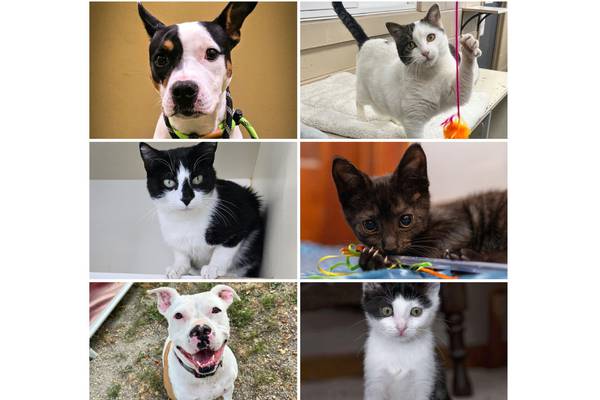 Will County Pets of the Week: Nov. 24, 2025