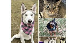 Will County Pets of the Week: Feb. 2, 2026