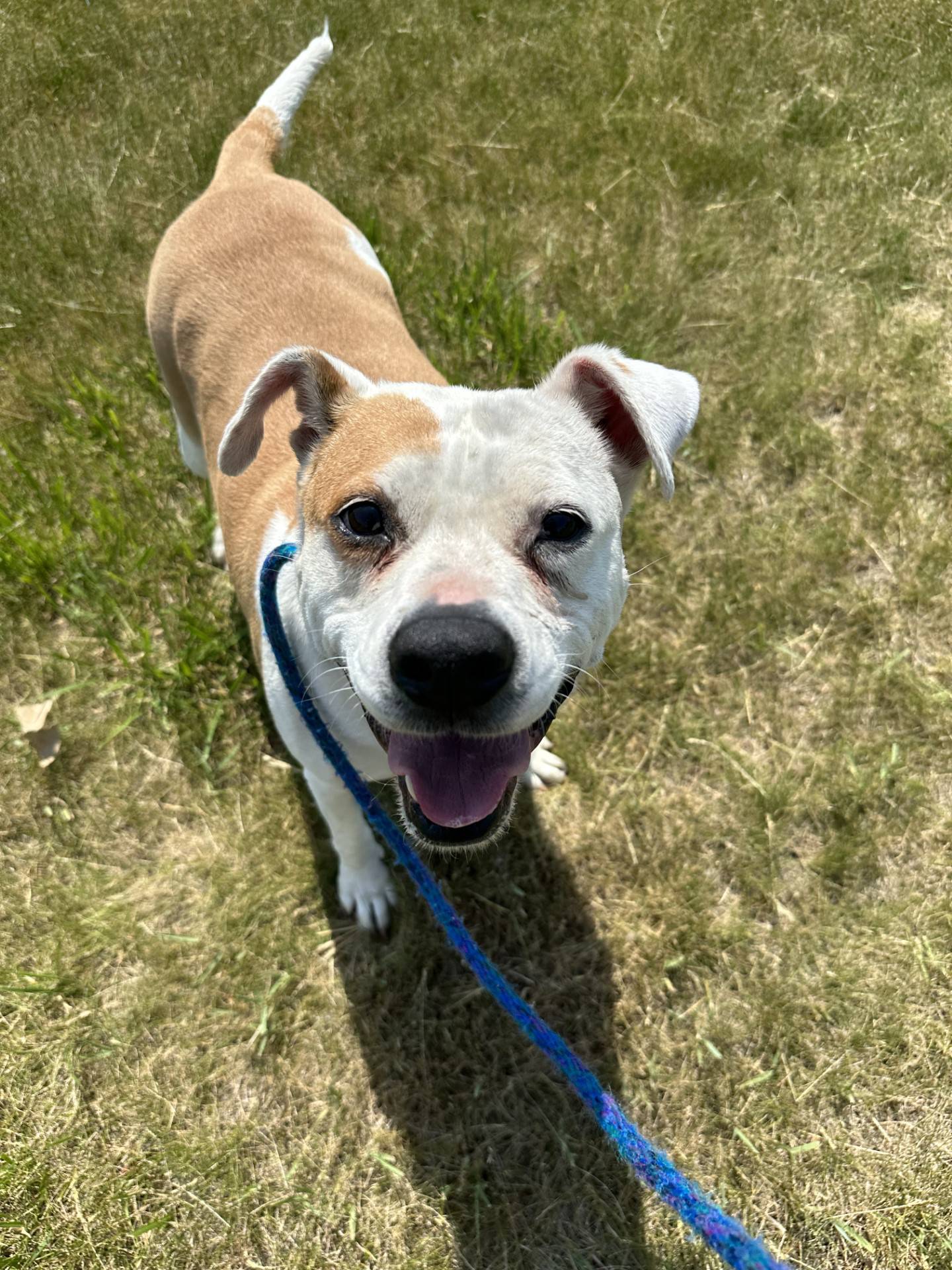 Peppermint is a 10-year-old terrier that was adopted and returned to NAWS after several years through no fault of her own. Like her name, she is as sweet as can be!  She loves people and likes to snuggle and nap with them.  She would do best as the only pet in a home because she is not a fan of other dogs or cats. She loves children. She is potty-trained and has moments where she still loves to play. To meet Peppermint, email Dogadoption@nawsus.org. Visit nawsus.org.