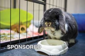 Four Things to Know About Getting a Pet Rabbit