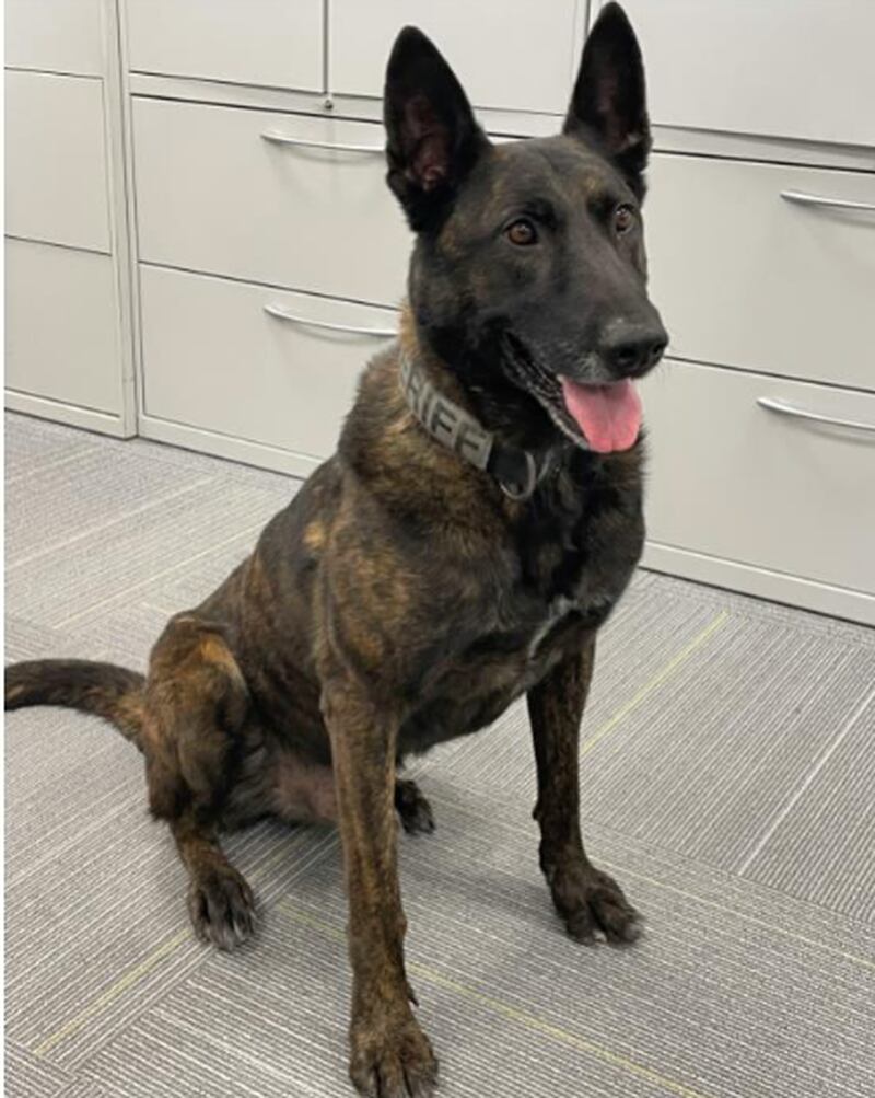K9 Nemo, a Dutch Sheppard who is almost 8 years old and began his law-enforcement career in May 2019, is retiring. His last day with the Lee County Sheriff's Office was Tuesday, Dec. 31.