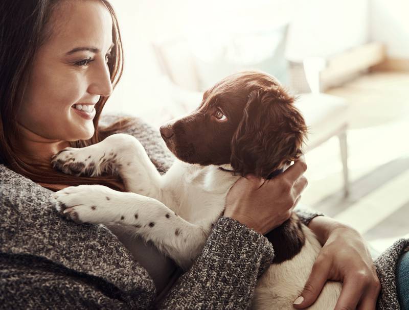 Cedar Lane Kennels - Celebrate Adopt a Shelter Dog Month With These Tips