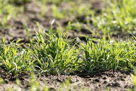 Illinois tops record wheat yield in 2025