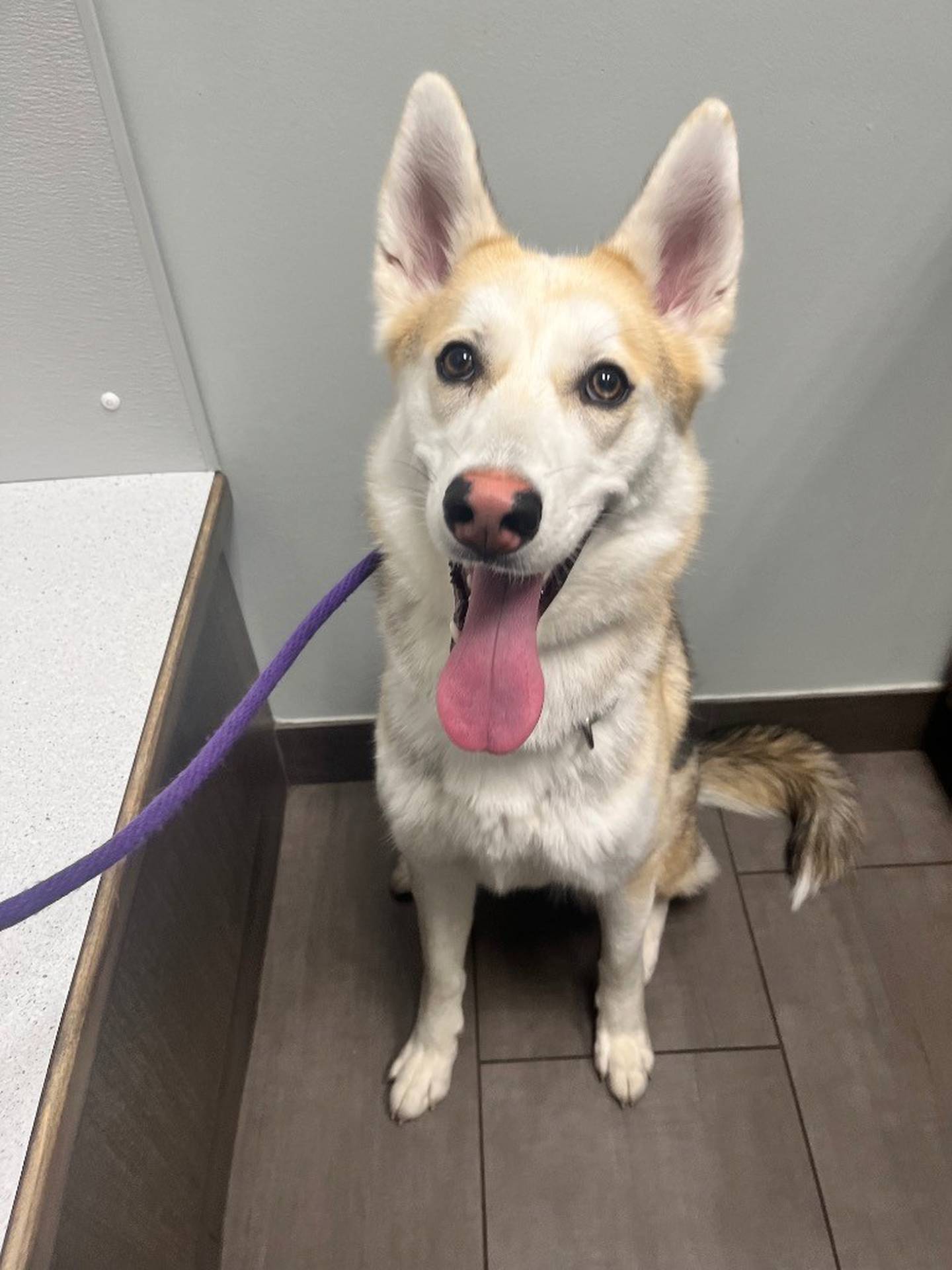 Daphne is a 10-month-old Husky mix that needs an active home to keep her enriched and exercised. She needs help with potty training and walking nicely on a leash, as she gets very excited on walks. Daphne needs an owner with husky experience to become her best self. Daphne is dog-friendly and enjoys romping outside with other dogs. To meet Daphne, email the Will County Humane Society at willcountyhumane.com and follow the instructions for the adoption process.