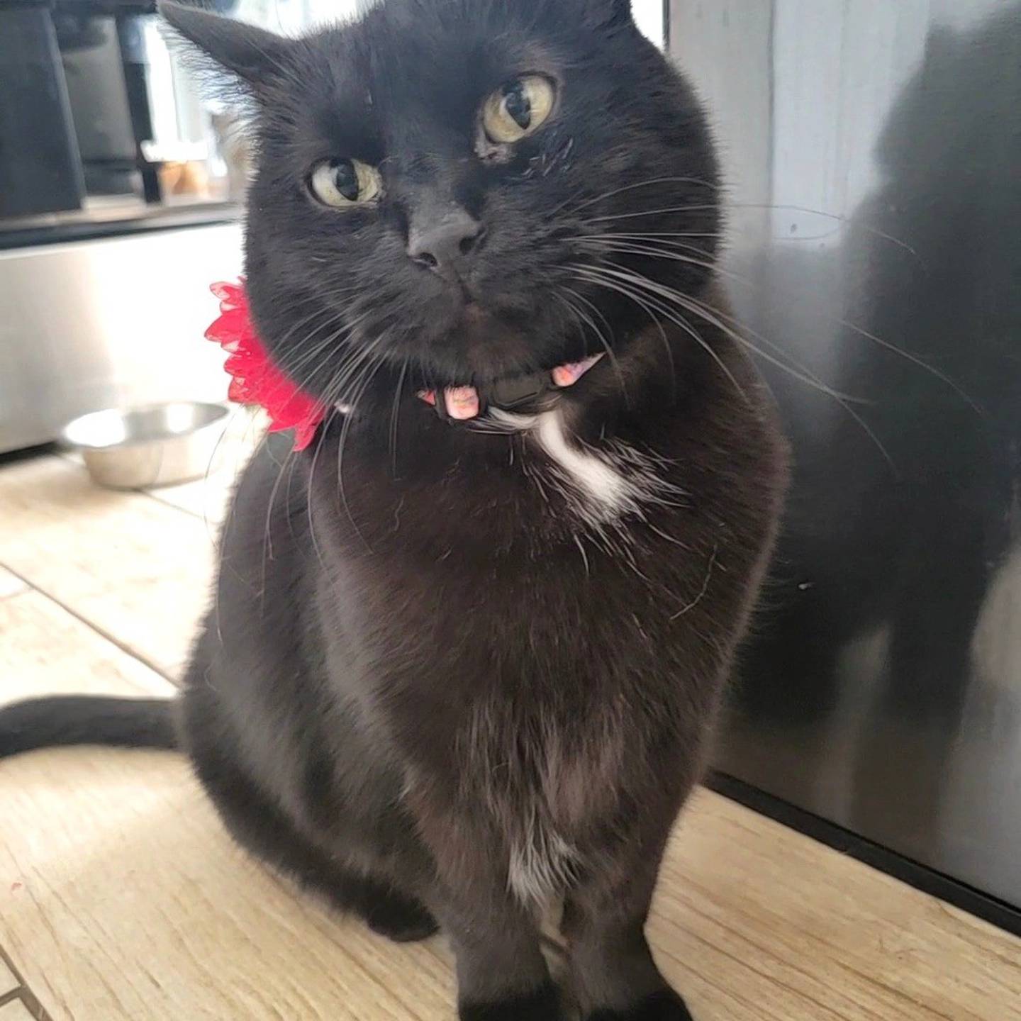 Meet Bella is a sweet, laid-back kitty who loves snuggles and window-watching. She may need a little time to adjust, but once she does, she’s full of love. Bella needs to be the only pet in the home. To meet Bella, visit thekittysquad.com/adoptables.