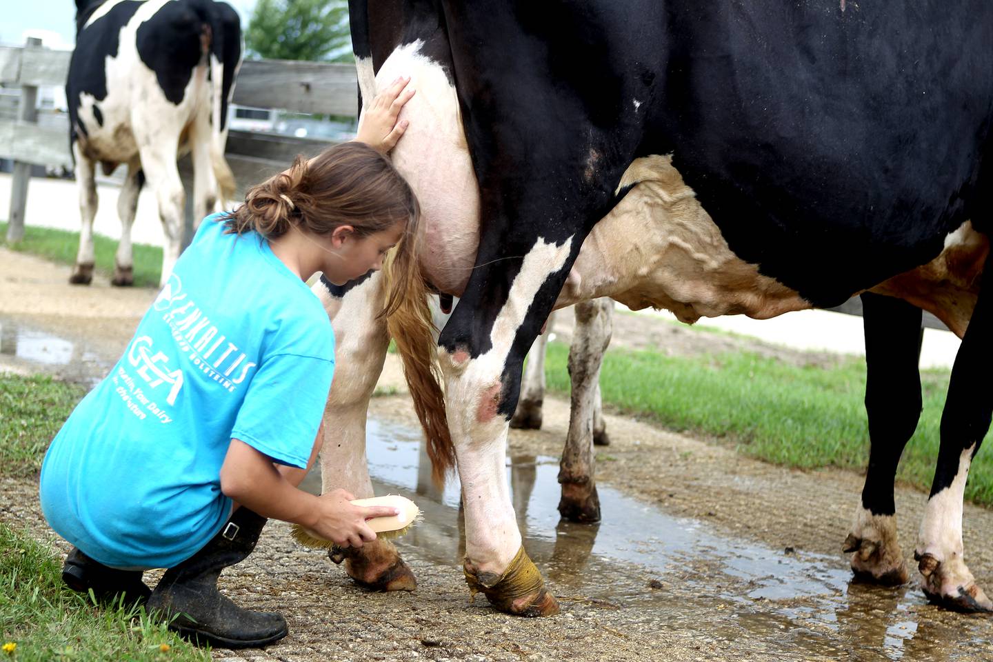 Katelyn Dorn, 13, of St. Charles cleans one of her show holsteins on opening day of the 2021 Kane County Fair in St. Charles on Wednesday, July 14, 2021.