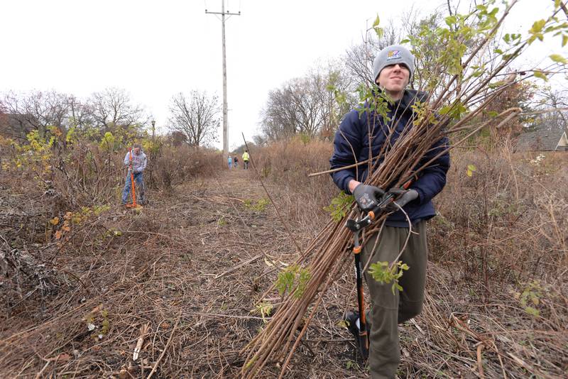 Aedan Simunjak of Elmhurst helps clear invasive species out of the Keith A. Olson Prairie during the clean up day held Saturday, Nov. 16, 2024.