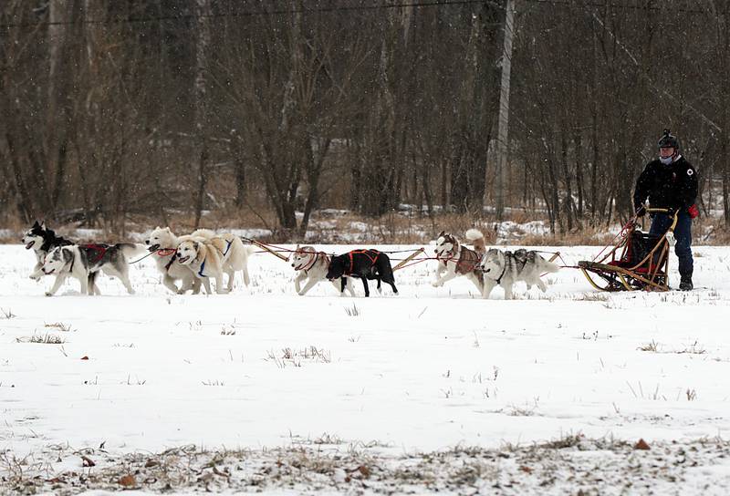 Jason Hussong, leads a team of Free Spirit Siberian Rescue dogs during the Sled Dog Demos at Starved Rock State Park on Sunday Jan. 17. The Harvard-based nonprofit aims to reduce the number of homeless Siberian huskies in Illinois and surrounding states. Since its founding in 1999, Free Spirit has adopted and found homes for more than 3,000 huskies and husky mixes.