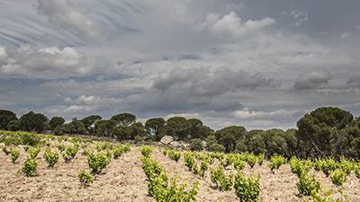 Uncorked: Las Moradas listens to grapes, not trends
