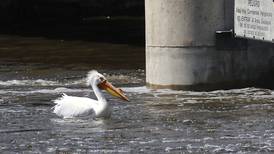 Photos: Flooding on the Fox River in McHenry County area