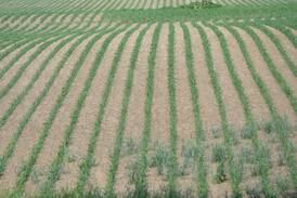 Drought spreading across Illinois on the verge of stressing farmers’ crops