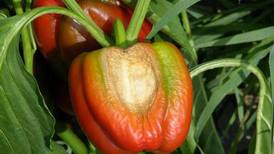 Down the Garden Path: The effects of extreme temperatures in the vegetable garden