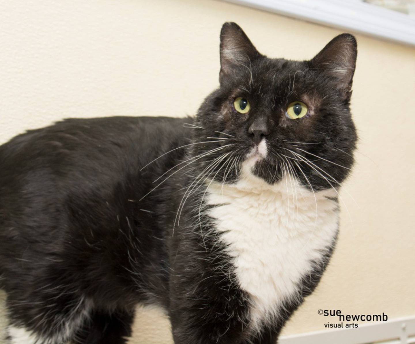 Fozzie Bear is a lovable senior tuxedo cat that needs a cozy retirement home without dogs or cats. Fozzie loves attention and doesn’t mind snuggles and being held. He also enjoys watching the birds from a comfortable bed by a window. Contact the Will County Humane Society at willcountyhumane.com and follow the instructions for the adoption process.