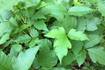 5 dangers lurking in your backyard and how to eliminate them