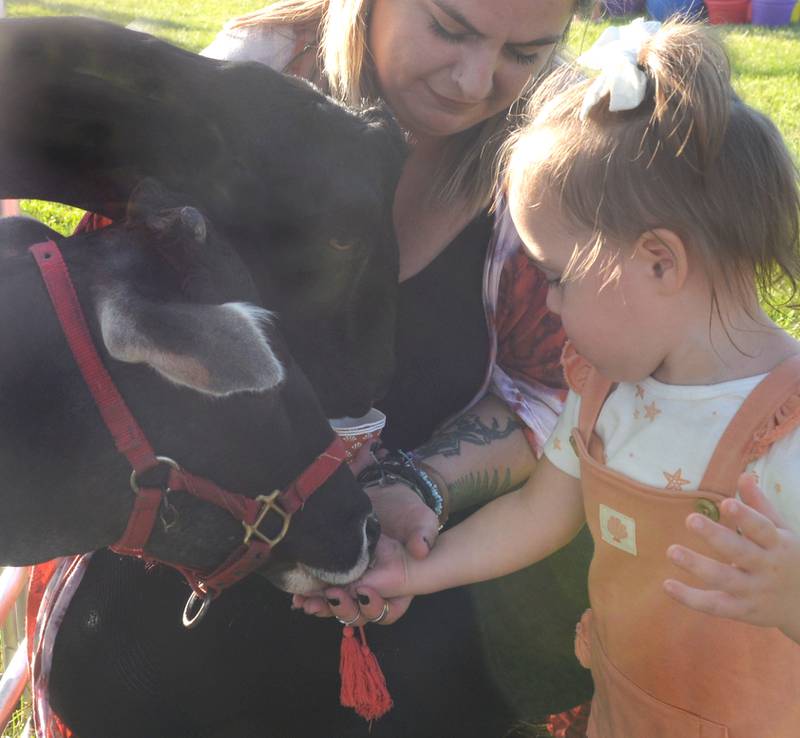 Cora Ryan, 21 months of Earlville, feeds a calf and a goat with help from her mom, Rachel, at the petting zoo for kids during the Lee County Fair on Saturday, July 29, 2023.