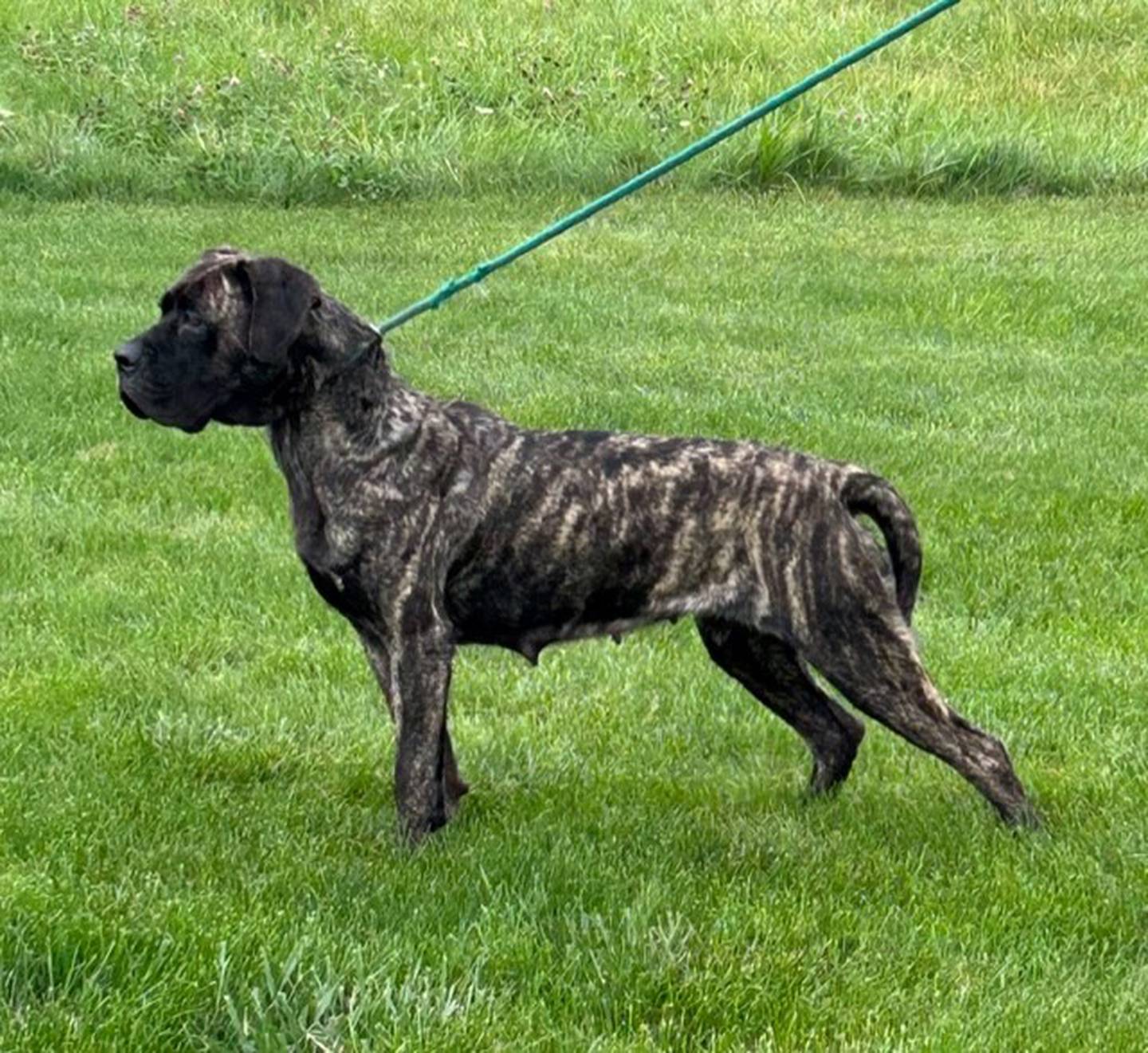 Will County officials are searching for the suspects responsible for the abuse of a dog who was found on Thursday, Sept. 27, 2023, in Washington Township.