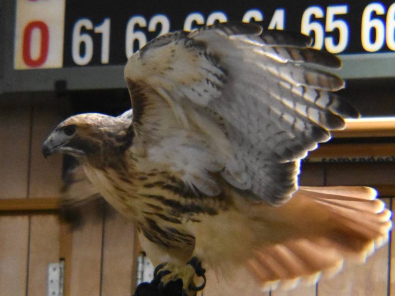 5 Things to Do: AC/DC tribute in Dixon, Flock to the Rock and more this weekend in the Sauk Valley