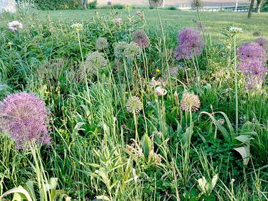 Down the Garden Path: Spice up the garden with edible flowers 