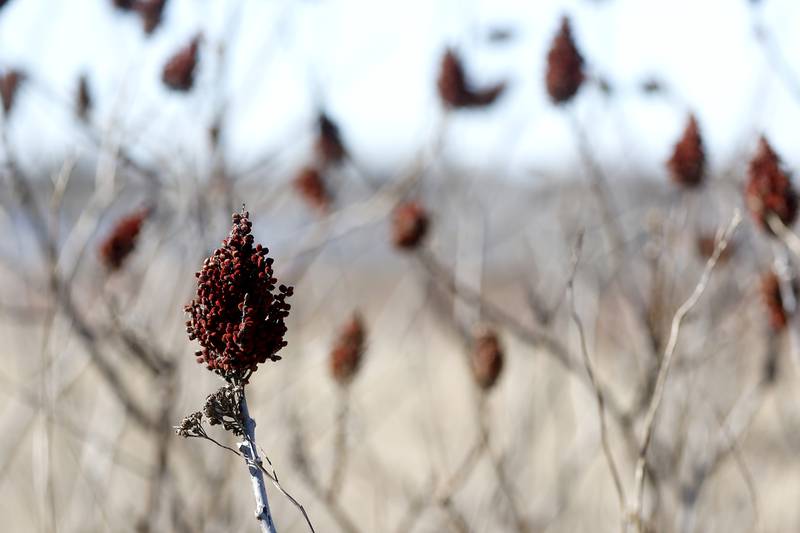 Sumac at the McHenry County Conservation District's Elizabeth Lake Nature Preserve Varga Archeological Site on Wednesday, March 6, 2024, The wetland area near Richmond along the Wisconsin Board is  composed of every stage of wetland. The area also a habitat for  29 species of native fish, 200 species of plant life, 55 species of birds, 15-20 butterfly species, and 20 state threatened and endangered species