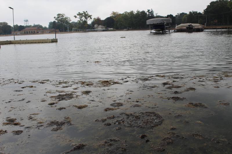 Excess Eelgrass on the surface of Crystal Lake on Sept. 27, 2023.