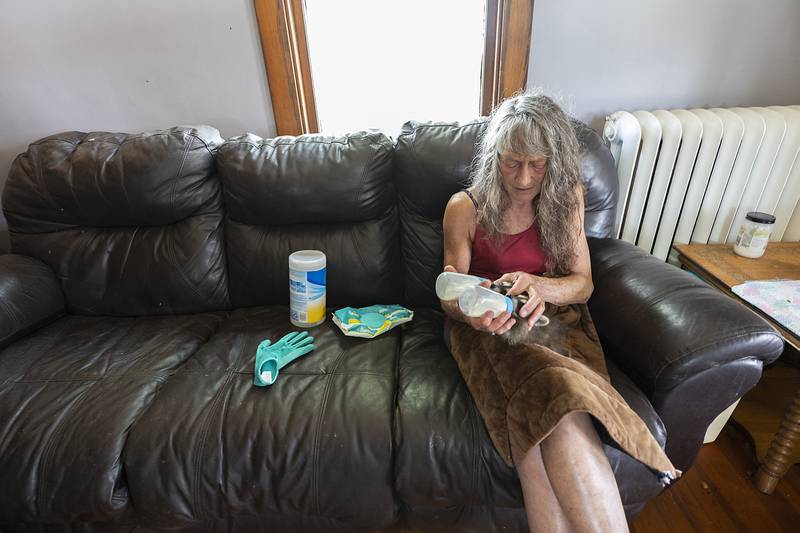 Jane Hochstatter bottle feeds a pair of the youngest raccoons Thursday, June 26, 2025.