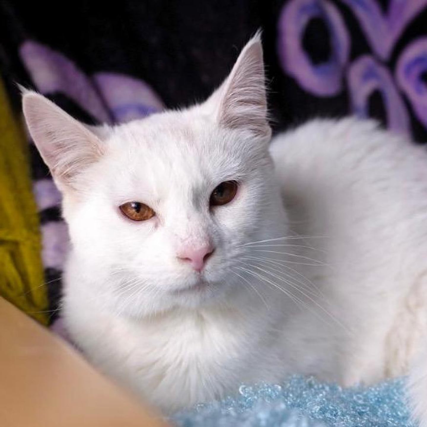 Snowflake may be a little clumsy and a bit quirky, but he is 100% sweet and lovable. He is independent and loves quiet playtime and surprise snuggles. He also does well with other cats and dogs. To meet Snowflake, visit ForgetMeNotRescue.com/adoptables.