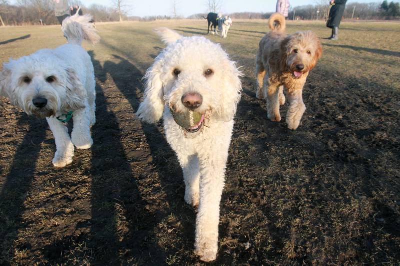 Three Goldendoodles, Ben, Leo and Bella, take a walk together at the Lake County Forest Preserves Lakewood Dog Park in Wauconda. Jill Tatevosian, of Mundelein owns Leo, and Kim O'Neill, of Lake Barrington owns Ben and Bella where both stood close by at the off-leash dog park.