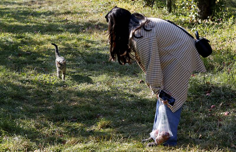 Alex Biswas, of Chicago, interacts with a cat that was following her while picking apples on Thursday, Oct. 10, 2024, at the Royal Oak Farm Apple Orchard in Harvard.