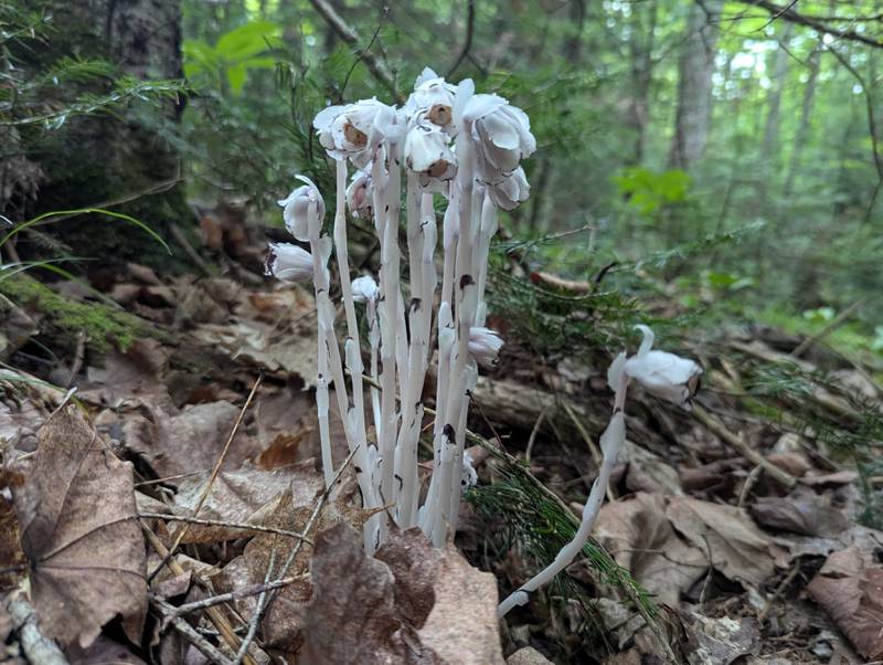 Although they lack chlorophyll, ghost pipes are bona-fide plants. Their roots draw nourishment from nearby fungi in the soil and their nodding flowers are pollinated by bees, flies and ants.