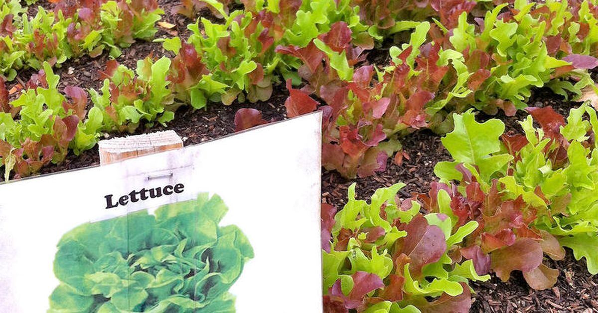 Learning to Grow in St. Charles Time to plant vegetable