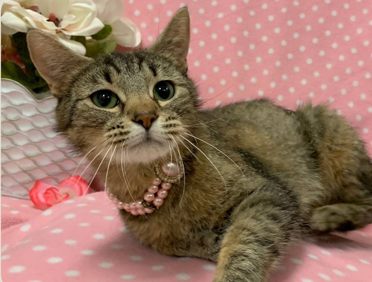 One-year-old Momma Senna is very social, confident and loving with people. She loves to play with her catnip toys and is quite the purring machine when she is petted. To meet Momma Senna, call Joliet Township Animal Control at 815-725-0333.