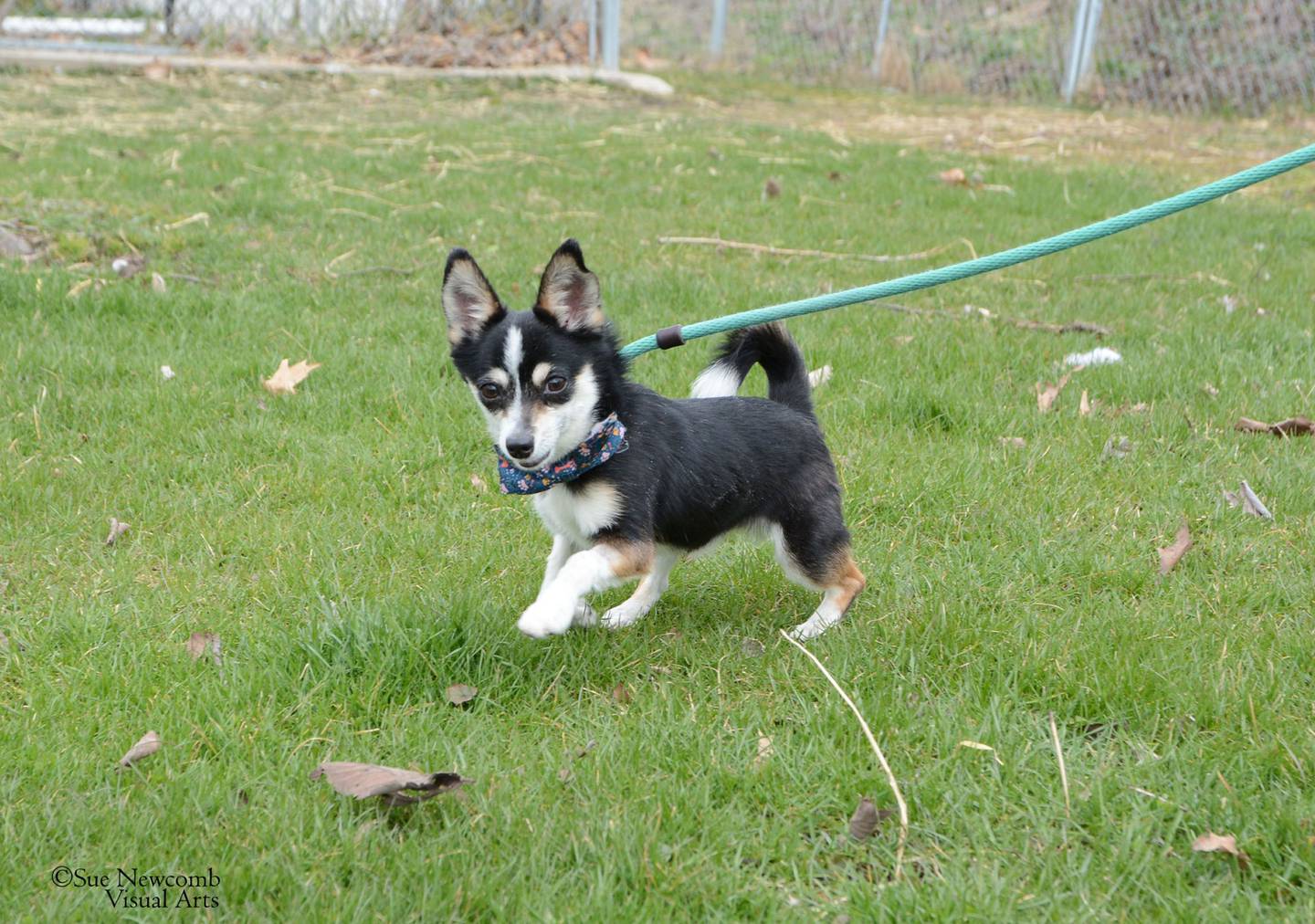 Barkley is a sweet 6-pound adult Chihuahua mix. He is full of energy and enjoys being with people. Contact the Will County Humane Society at willcountyhumane.com and follow the instructions for the adoption process.