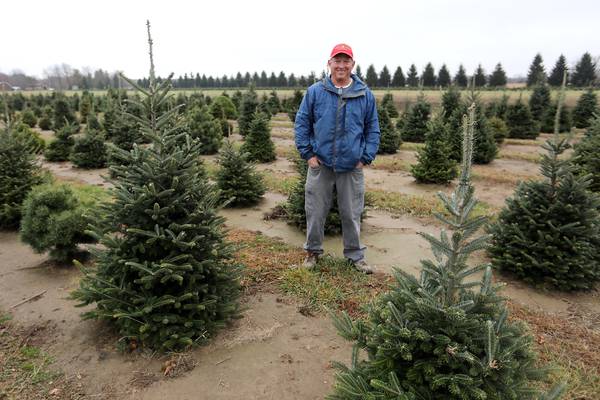 Tariffs on artificial Christmas trees dampen holiday cheer, but fresh tree sellers could benefit