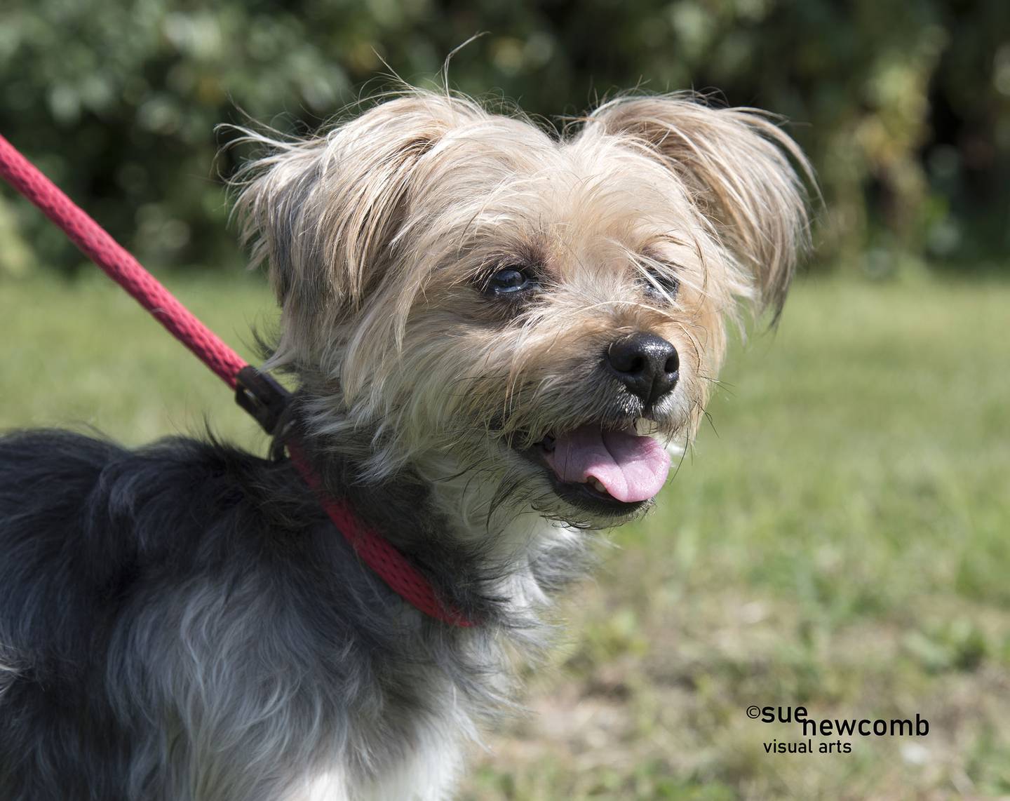 Khloe is a sweet senior Yorkshire terrier who came to the shelter after her owner died. She likes everyone she meets and does OK with dogs. Contact the Will County Humane Society at willcountyhumane.com and follow the instructions for the adoption process.
